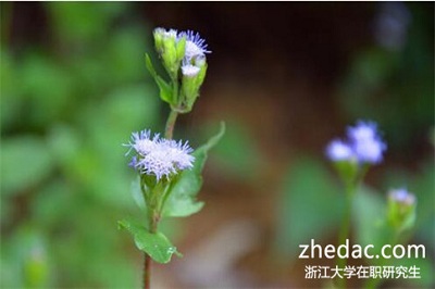 浙江大學在職研究生學費會很貴嗎?